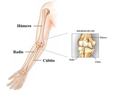 El codo es una articulación compuesta de tres huesos. El codo se flexiona y se estira como una bisagra.